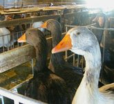 Geese after feeding.JPG